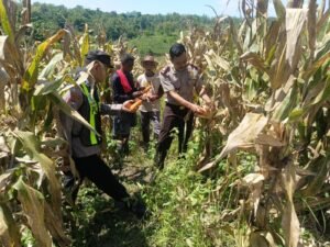 Kapolsek Margomulyo Turun Langsung Dampingi Petani Jagung, Dukung Ketahanan Pangan