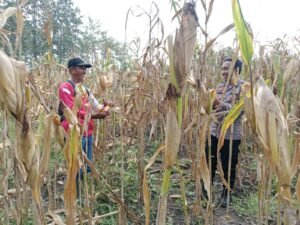 Bhabinkamtibmas Desa Sendangharjo Bantu Petani Panen Jagung, Dukung Ketahanan Pangan